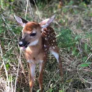 Meet your Posher, Wilder